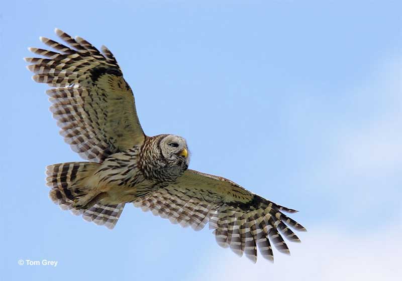 Barred Owl