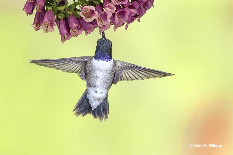 Black-chinned Hummingbird