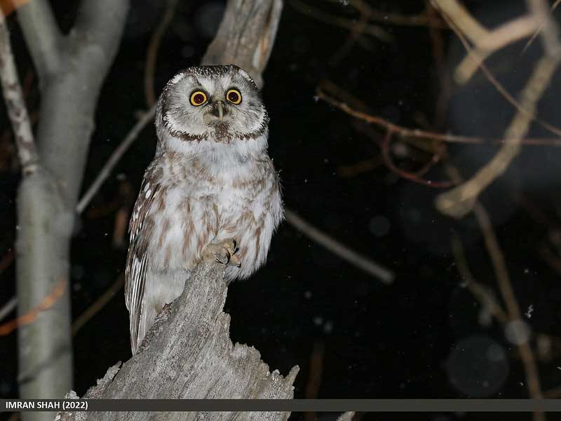 Boreal Owl