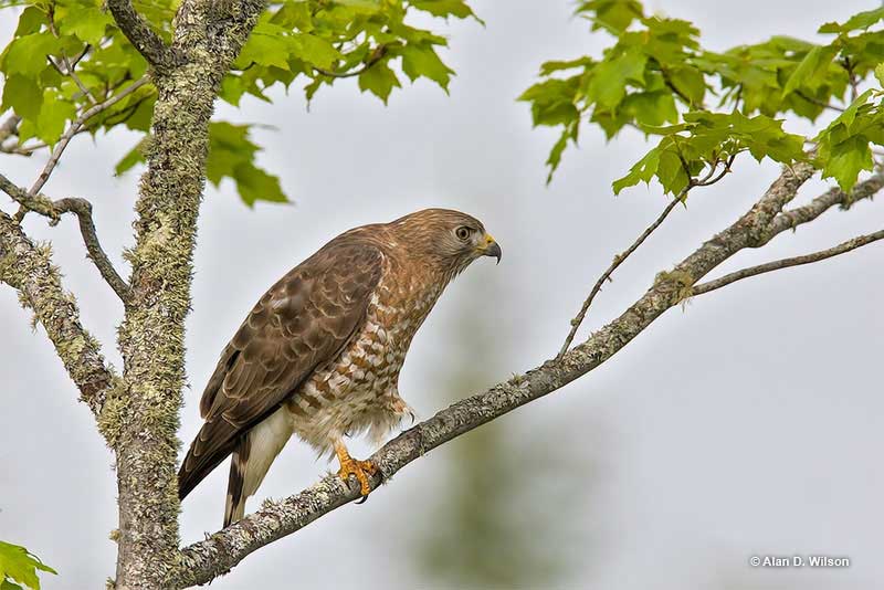 Broad-winged Hawk