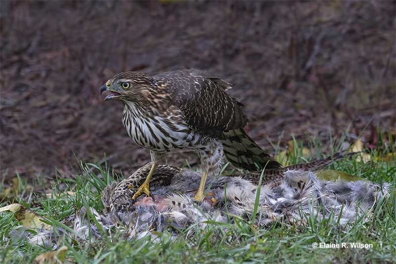 Cooper's Hawk with prey