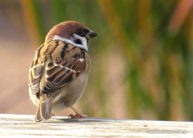 Eurasian Tree Sparrow