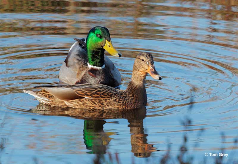 Mallard Pair