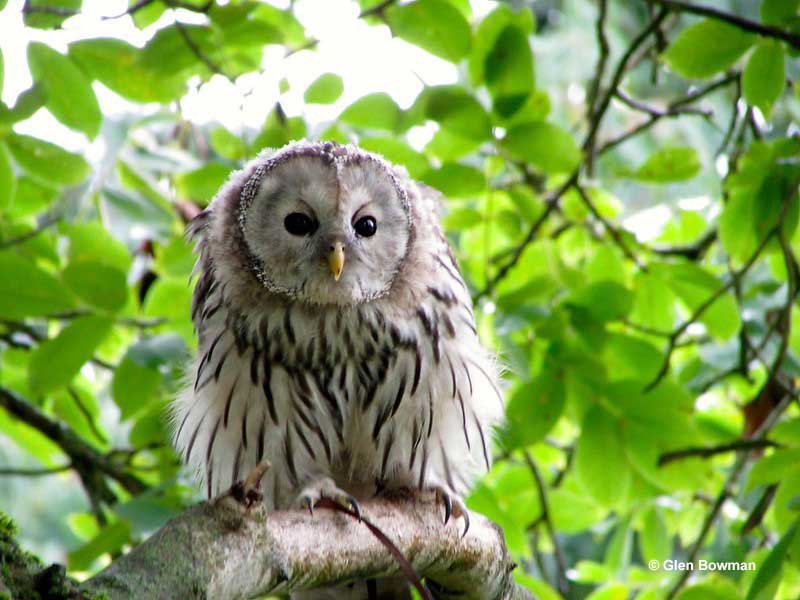 Ural Owl