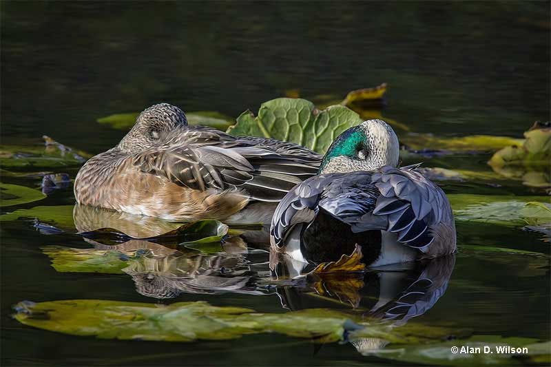 sleeping American Wigeons