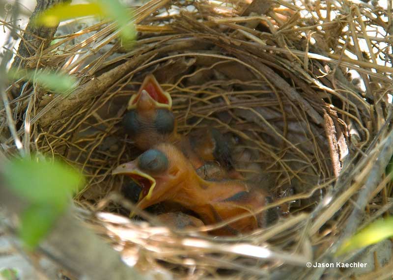 baby cardinals