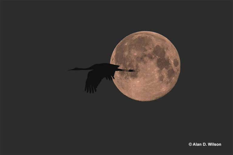 Bird flying at night