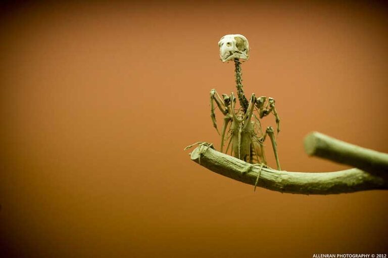 Bird Skeleton Bone Structures The Complete Anatomy Birdastic Bird Skeleton Bone Structures The Complete Anatomy Birdastic