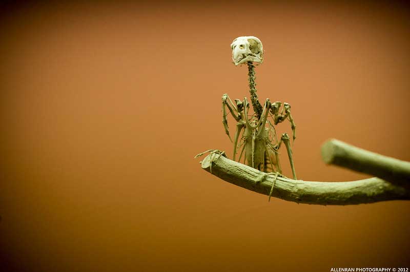 Bird skeleton in a museum