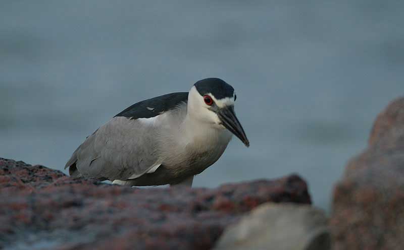 Black crowned night heron