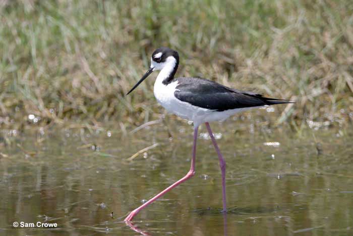 Black-necked Stilt