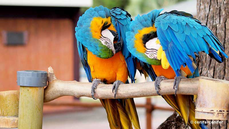 Blue and gold macaws preening