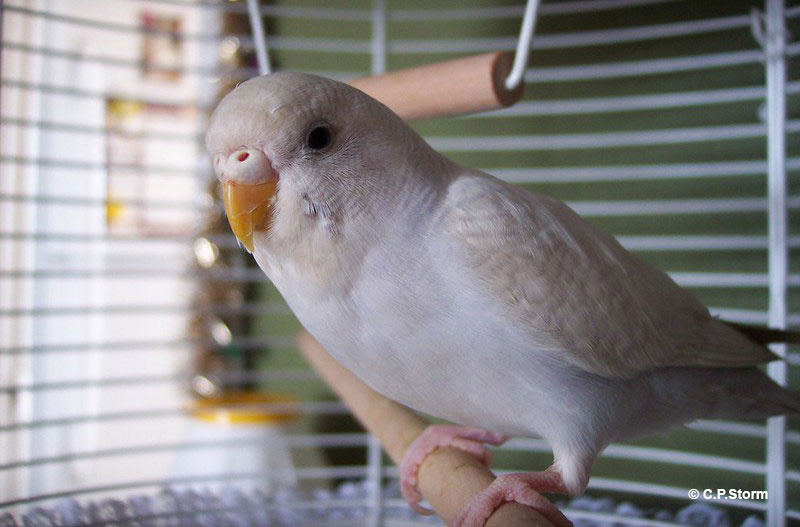 Budgie in a cage