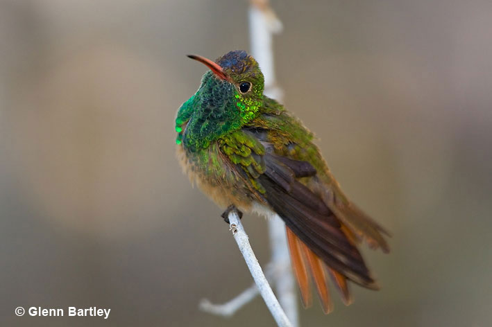 Buff-bellied Hummingbird