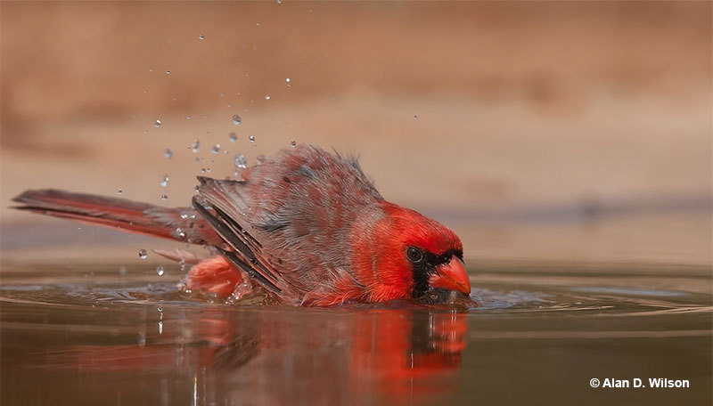 cardinal bathing