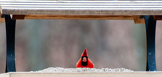 Northern Cardinal at feeder