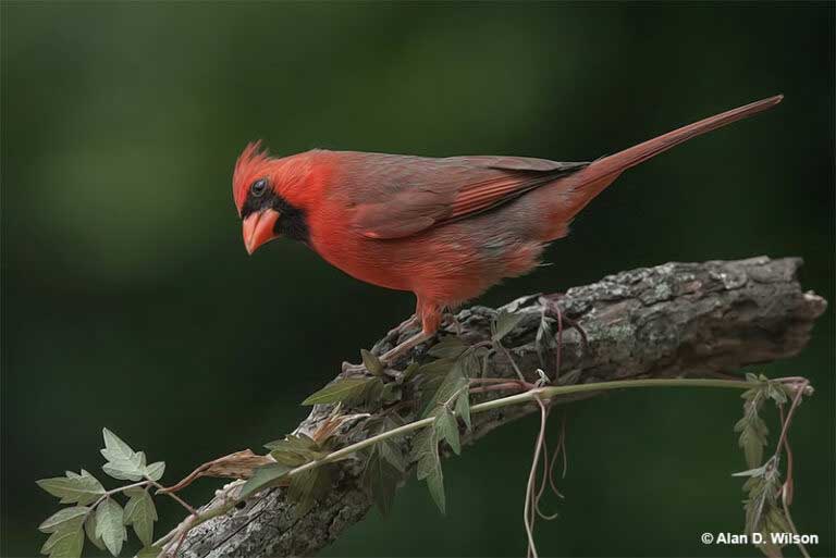 Cardinal looking