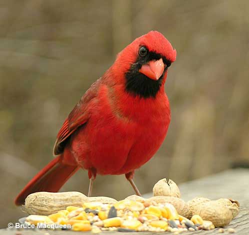 Cardinal with peanuts and other seeds