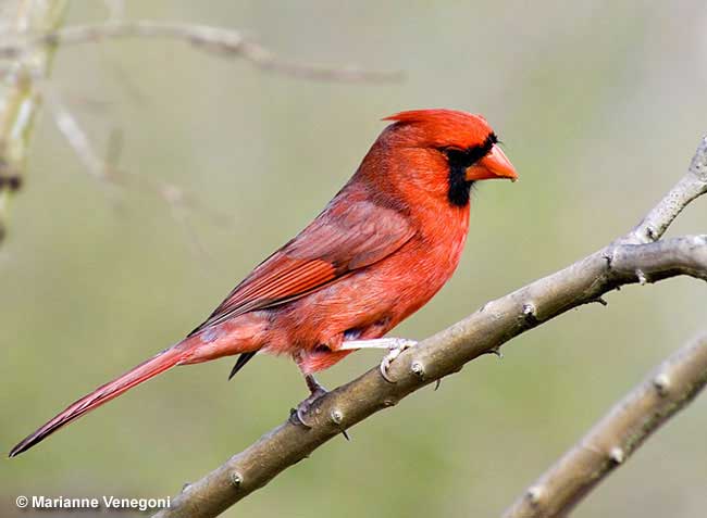 Cardinal perching