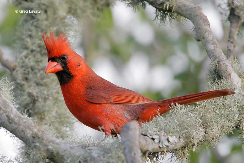 cardinal sitting on a branch