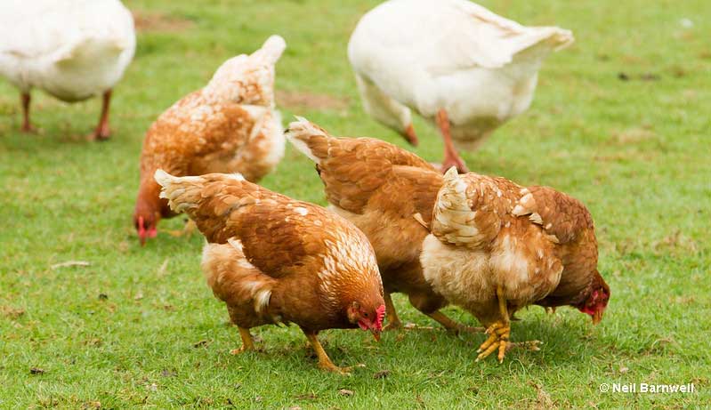 Chickens foraging