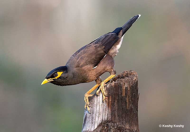 Common Myna