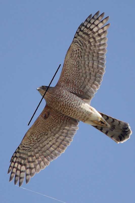 Cooper's hawk