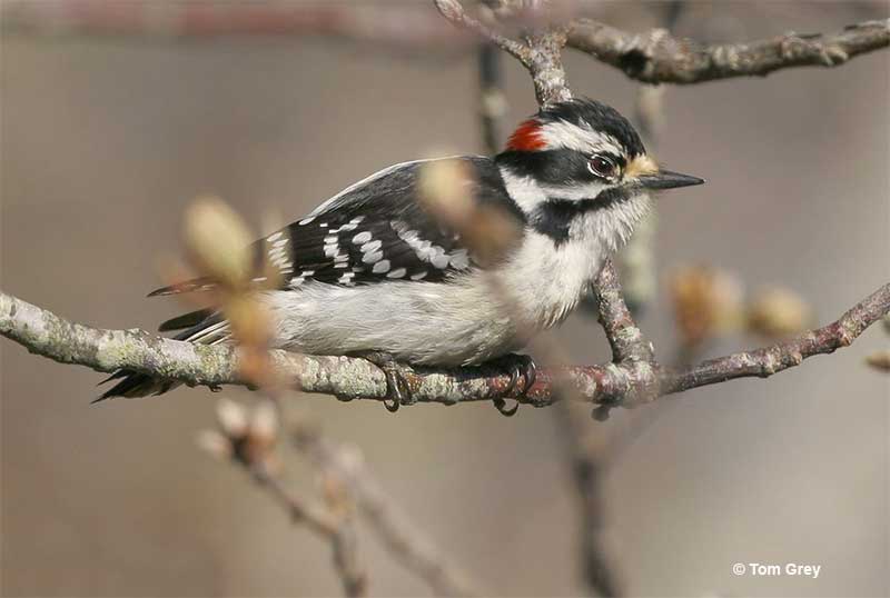 Downy Woodpecker