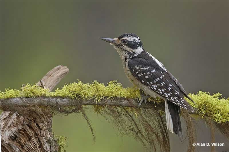 Downy Woodpecker