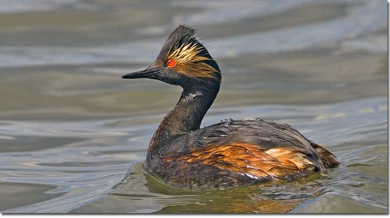 Eared Grebe