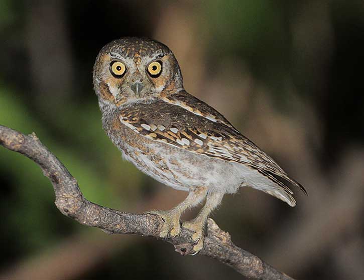 Elf Owl