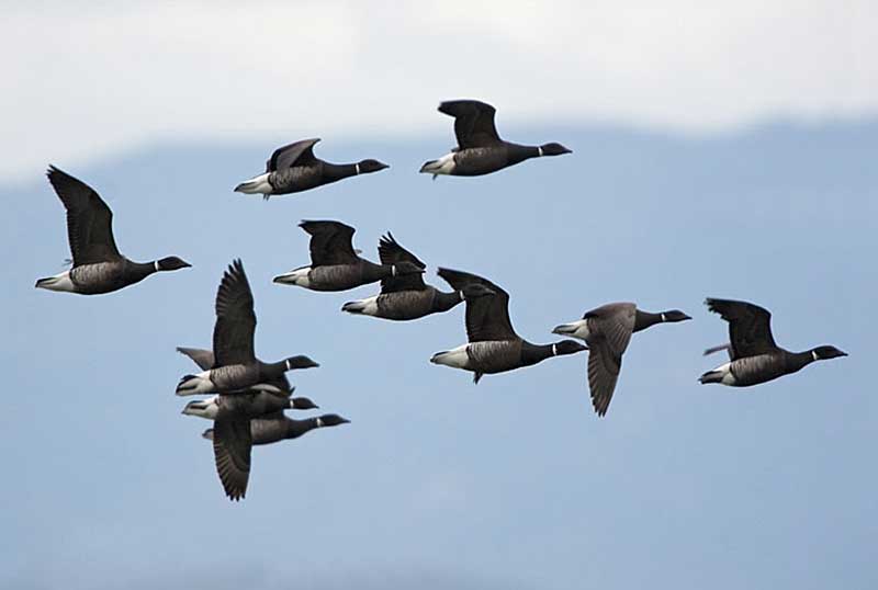 Geese taking off