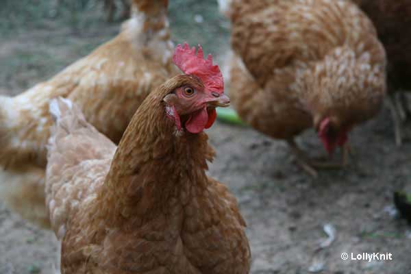 A group of chickens