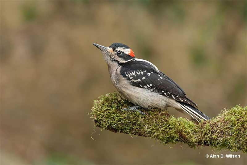 Hairy Woodpecker