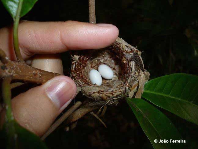 Hummingbird nest with two small eggs inside