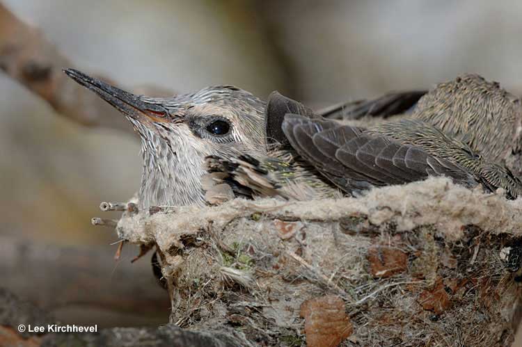 Hummingbird on nest