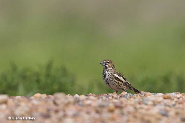 Female Lark Bunting