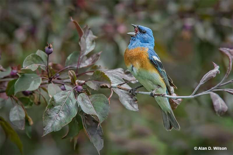 Lazuli Bunting