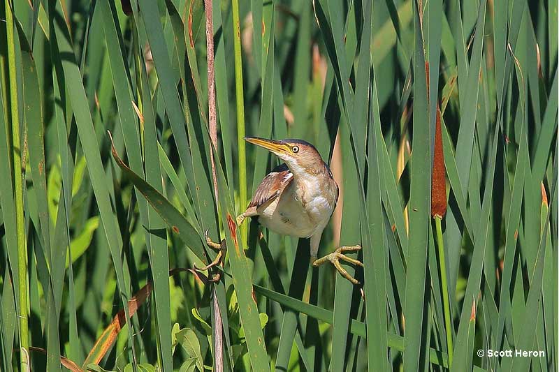 Least Bittern