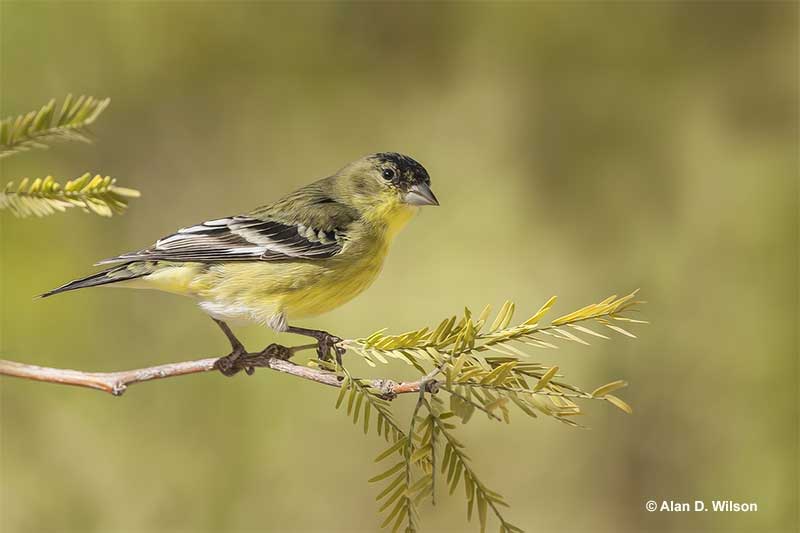 Lesser Goldfinch