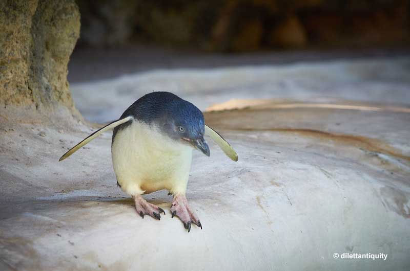 Little Penguin