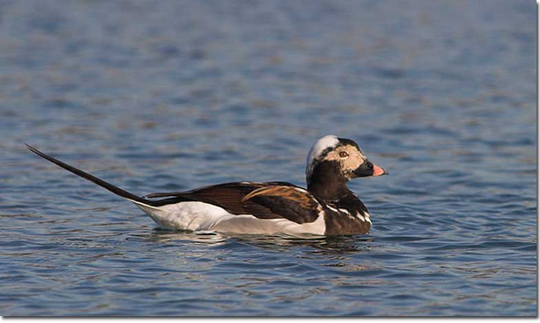 Long-tailed duck