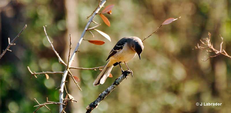 Mockingbird napping