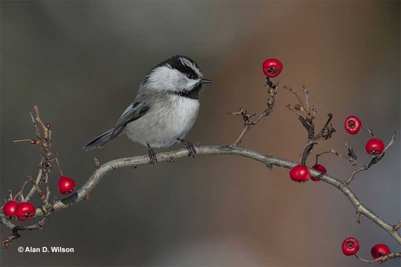 Mountain Chickadee