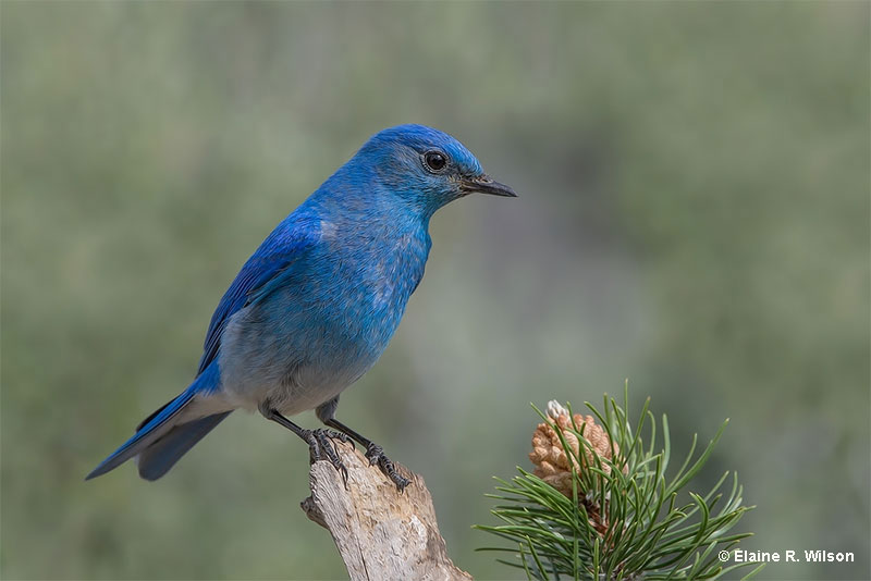 Mountain Bluebird