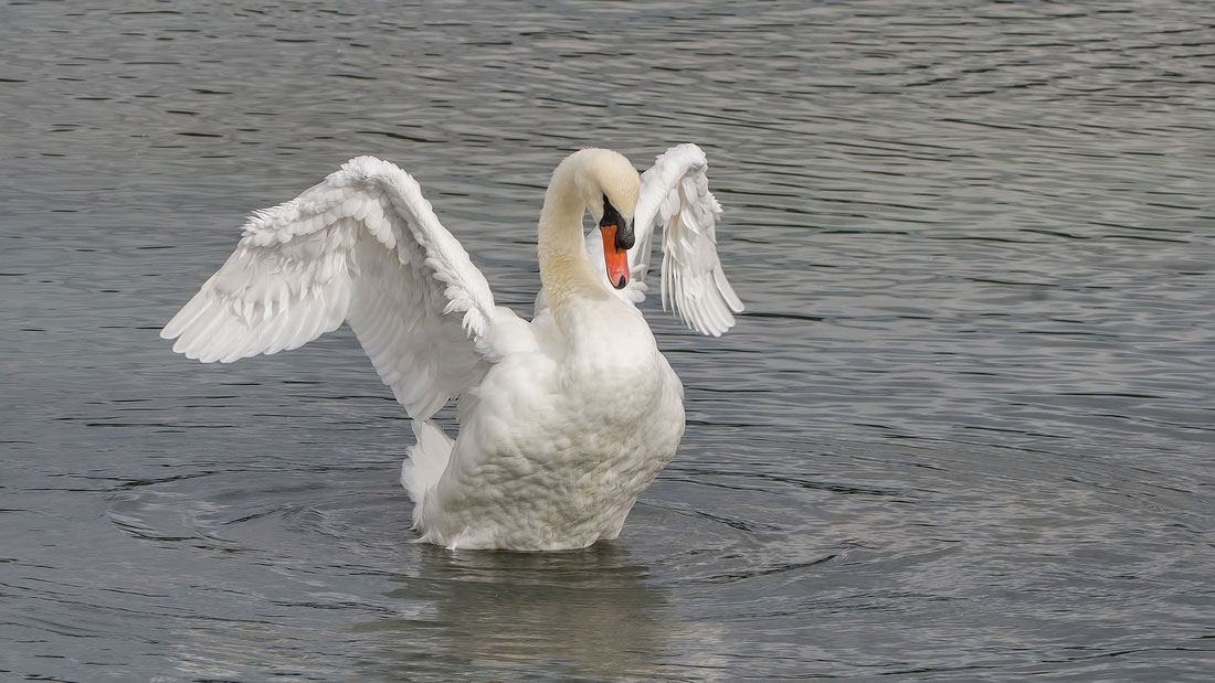 Mute Swan