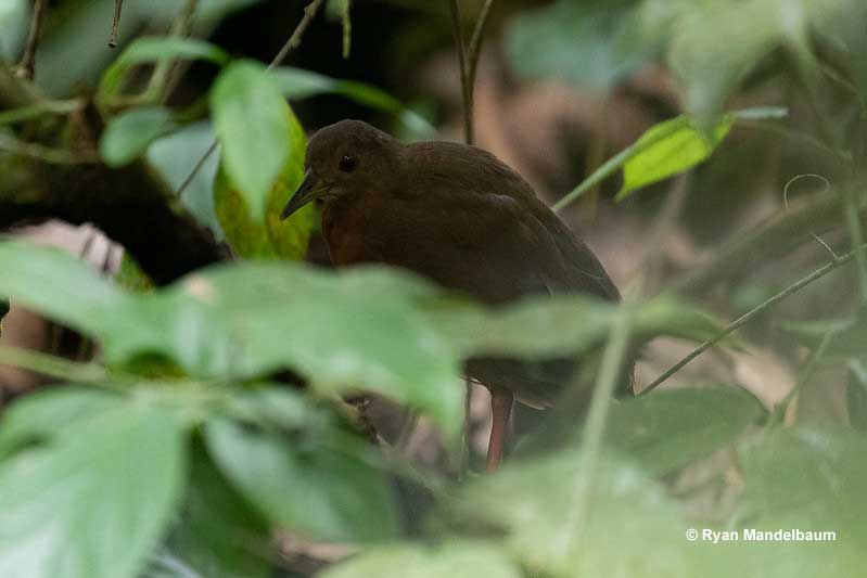 Uniform Crake