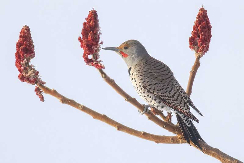 Northern Flicker