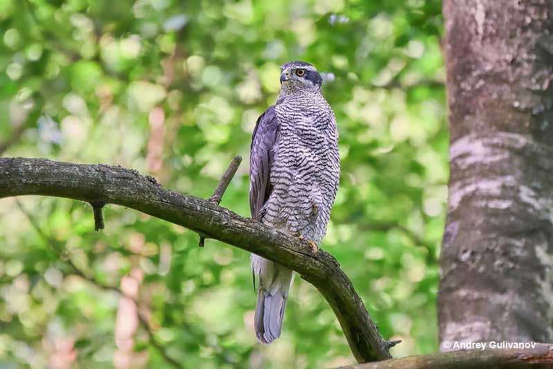 Northern Goshawk