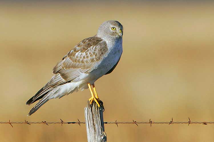 Northern Harrier